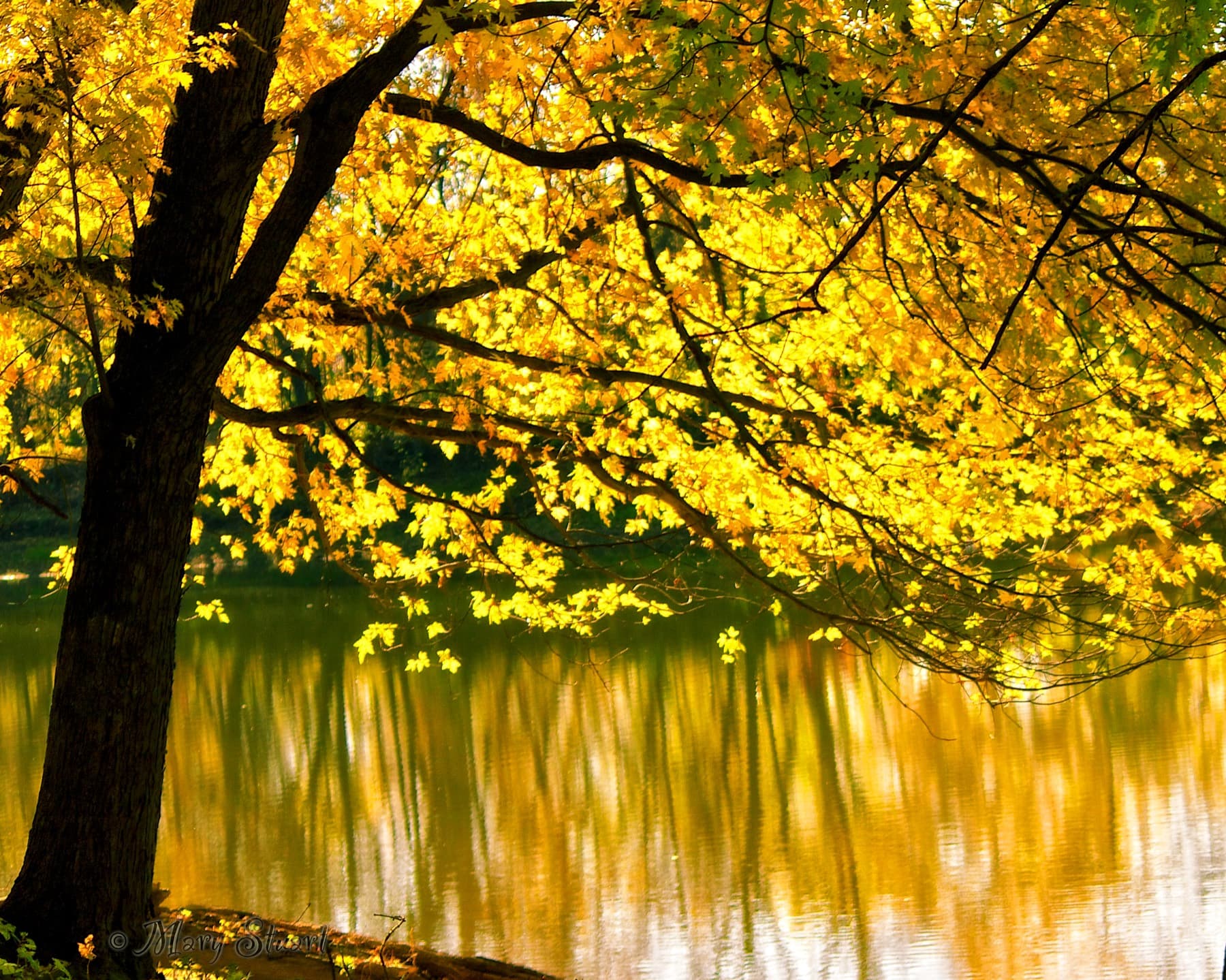 Autumn tree leaning over a quiet river