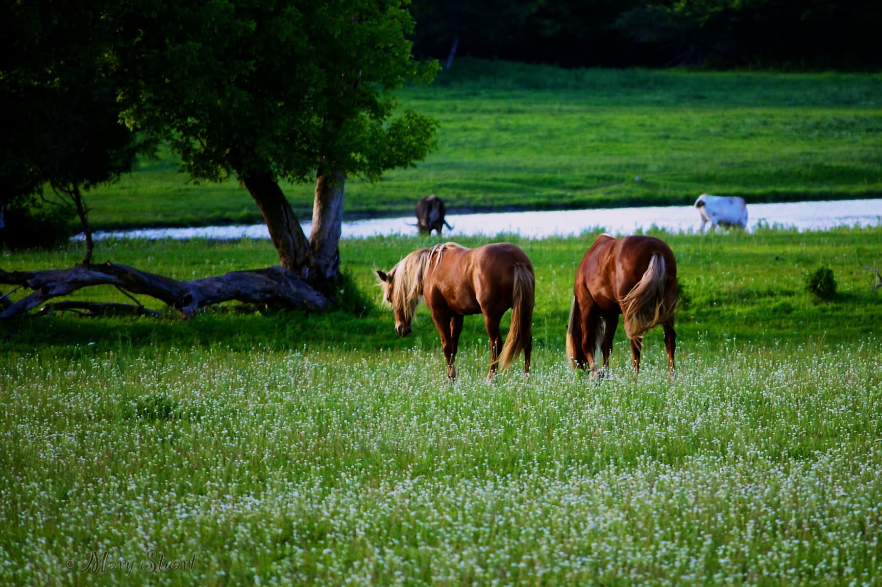 Horses grazing in a Minnesota meadow